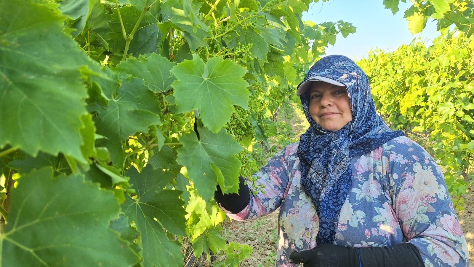 Sarıgöl’de Üzüm Bağlarında İmece Dönemi
