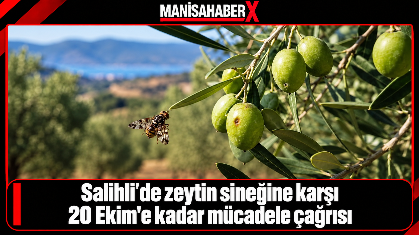 Salihli’de zeytin sineğine karşı 20 Ekim’e kadar mücadele çağrısı